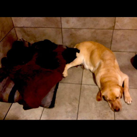 A girl puppies are  almost sold! - Picture 1 of 4